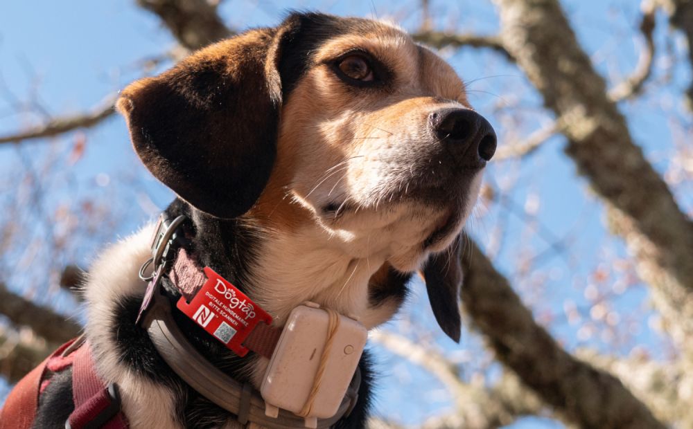 Beagle mit Dogtap und GPS-Tracker am Halsband