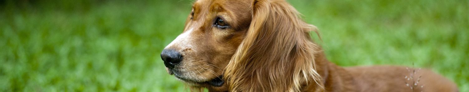 Vermissten Hund gefunden