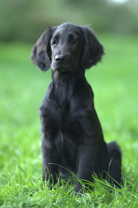 Hund vermisst melden